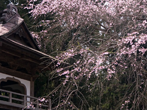 浄智寺の枝垂れ桜