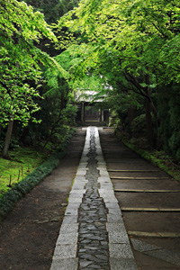 寿福寺の新緑